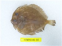 藏品(繁星鮃)的圖片